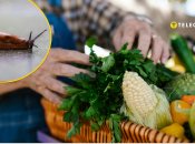 Слимаки шкодять якості овочів