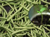 Базилік захистить інші рослини від шкідників