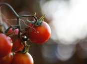 Почему хорошо посыпать посевы томатов пищевой содой - лайфхак