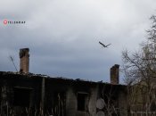 Есть много хороших примет, связанных с аистами