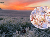 Цвіт під загрозою під час заморозків