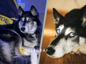 Хаскі шукає новий дім