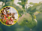 Не варто обрізати дерева восени – краще відкласти це до весни