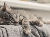 Відкриті джерела