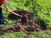 Не все деревья и кустарники можно высаживать осенью