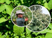 Японская гречка - вредное инвазивное растение