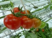 Тепличный помидор