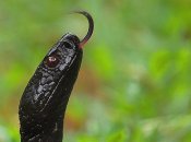 Гадюка Никольского