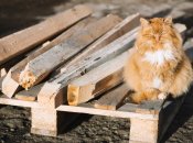 Какой сегодня праздник - Акила Соломенный