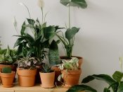 Ошибки в уходе за комнатными растениями