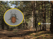 У лісі чоловіку трапився жук, схожий на прикрасу