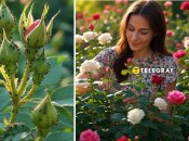 Есть простой способ, как летом спасти розы от тли