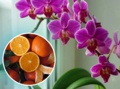 Апельсинові шкірки - гарне хороша підживка для рослин