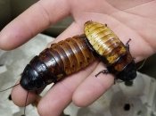 Мадагаскарські таргани