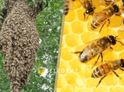 Це природній процес