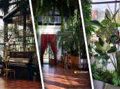 Зробили добірку закладів в Києві, Львові, Ужгороді та Хмельницькому, що сподобаються любителям рослин