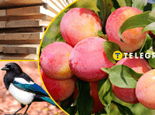 Дерево, сорока, сливы