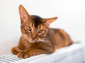 Як зробити будинок теплішим та затишним