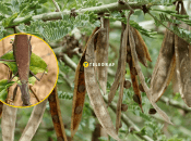 Богомол маскируется в листьях