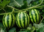 Процес висадки кавунів важливо проводити у певні терміни  (зображення створено за допомогою ШІ)