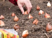 Как правильно высаживать тюльпаны