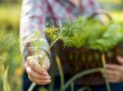 Щоб насолоджуватися свіжою зеленню ранньою весною, подбайте про висадку вже зараз