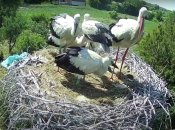 Грицько на природе, Одарка на гнезде: как по ногам определить пол аиста