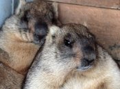 Коли відзначати День бабака: традиції