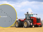 Птицы в поле