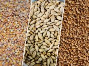 От Украины и россии сильно зависит мировой экспорт пшеницы и кукурузы