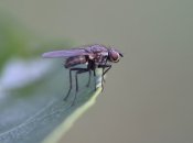 Дізнайтеся, як позбутися мух у будинку