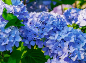 Обрезка гортензий