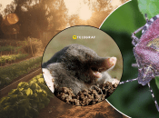 Шкідники на городі