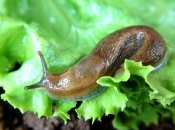 Брюхоногий молюск залишає неприємні сліди