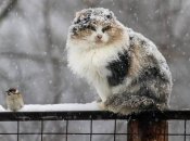 Звичне весняне тепло зникне