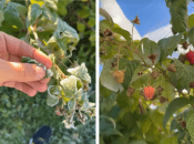 Есть рнесколько способов спасти малину от заморозков