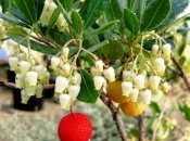 Суничне дерево