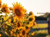 Деякі квіти краще тримати подалі від городу