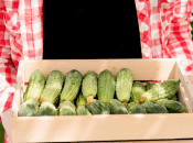 Ефективне добриво для огірків