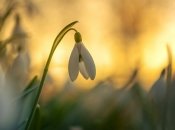 Уже появились подснежники