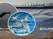 В Мариуполе гибнут дельфины и птицы