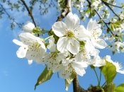 Полная противоположность апрелю: какой погоды ждать украинцам в мае