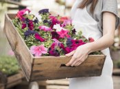 Петунії радуватимуть вас своїм цвітінням