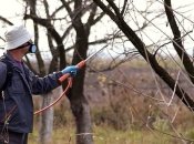 Плодовые деревья обязательно обрабатывают осенью