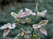 В Украине ожидаются заморозки