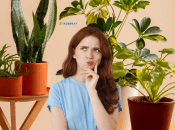 Є три переваги