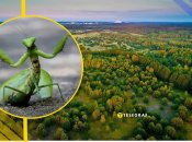 Богомол в Чернобыльском заповеднике