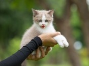 Які знаки Зодіаку люблять котів