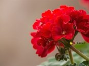 Дайте герани правильное удобрение весной