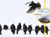 Мурмурация скворцов